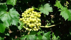 Виноградари трёх ставропольских хозяйств собрали более 2,5 тыс. тонн плодов