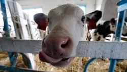 Аграрии Ставрополья заготовили корма для животных почти на два года вперёд