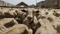 В овцеводческих хозяйствах Ставрополья началась окотная кампания