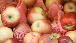 На Ставрополье увеличат площади яблоневых садов