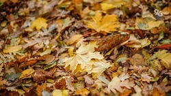 Ночные температуры на Ставрополье опустятся ниже нуля в начале недели