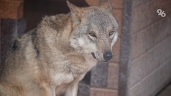 Фейк о смерти агронома из-за волков опровергли в Будённовском округе