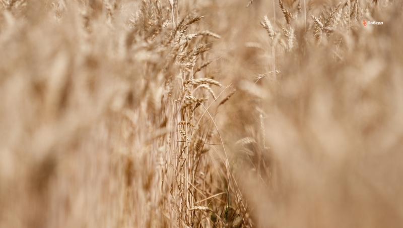 Ставрополье продолжает заменять иностранные семена отечественными