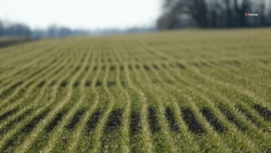 Аграрии Будённовского округа засеяли яровыми 9 тыс. га площадей