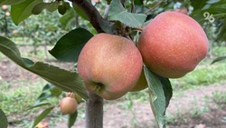 На Ставрополье собрали более 13 тысяч тонн яблок