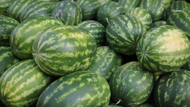 Предприниматель из Будённовска советует брать тяжёлые арбузы с жёлтым пятном