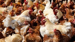 Ставрополье наращивает производство и экспорт куриного мяса