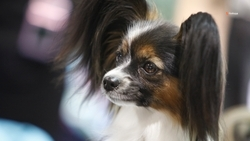 Ставропольский грумер рассказал, что собаки переносят покраску шерсти лучше котов