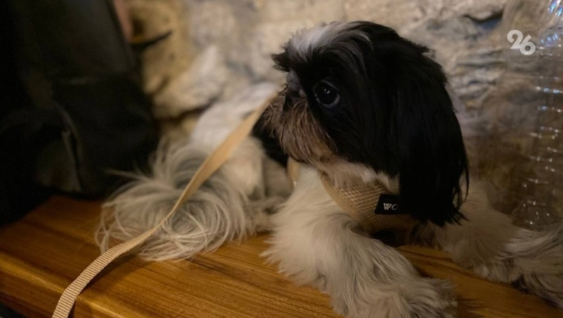 В 30 ставропольских ветклиниках можно бесплатно стерилизовать собаку  