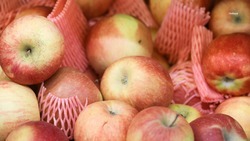 Садоводы Будённовского округа нарастили производство плодовой продукции