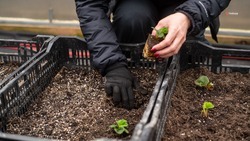 Гранты на развитие фермерских хозяйств получили 16 ставропольцев