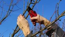 Зимнюю обрезку в садах Ставрополья выполнили на 44%