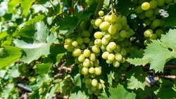 Аграрии Ставрополья убрали свыше 44 тыс. тонн винограда