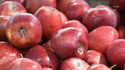 Рекордный урожай яблок собрали на Ставрополье в 2022 году