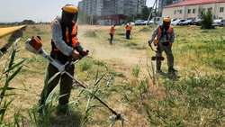 Около 28 тыс. кв. м береговой линии озера в Будённовске очистят от сорняков