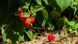 Площади насаждений малины на Ставрополье выросли на 2 га