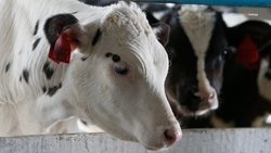 На Ставрополье стартовал приём заявок на субсидии для производителей молока