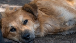 Живодёры VS волонтёры: как закон о защите животных работает на Ставрополье?