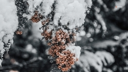 Снегопад ожидает будённовцев 24 и 25 января