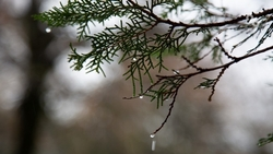 Майские праздники в Будённовске будут тёплыми и дождливыми