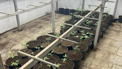 Уголовные дела завели на жителя села Прасковея за выращивание конопли