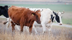 Генотипирование молочного скота проведут на Ставрополье
