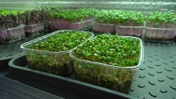 Жительница Ставрополья выращивает микрозелень благодаря господдержке