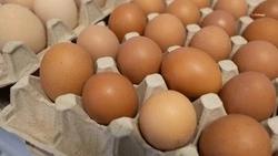 На Ставрополье зафиксирован рост производства куриных яиц на 25,2%