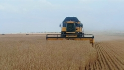 С полей Будённовского округа собрали 33 тыс. тонн зерна 