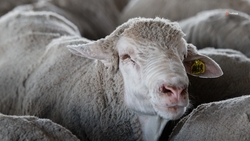 На 11% увеличилось производство баранины на Ставрополье