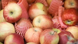 Ставропольские яблоки из плодохранилищ поставляют в другие регионы