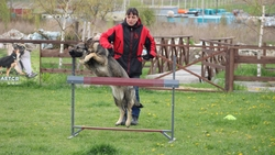 Будённовский кинолог посоветовала дрессировать собаку не более 30 минут