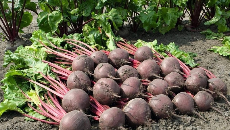 Около 2 тыс. тонн столовой свёклы собрали на Ставрополье 