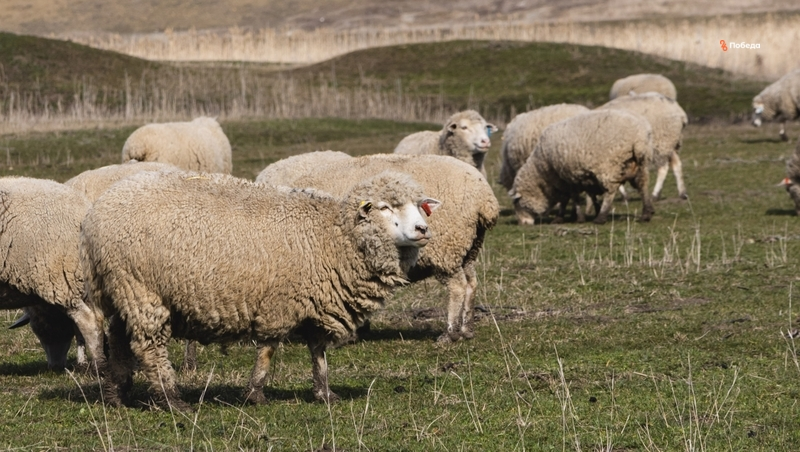 Делегация из Астраханской области посетила племенные хозяйства Ставрополья