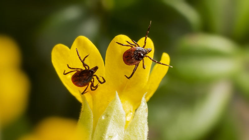 Будённовский врач-инфекционист: «Не стоит беспокоиться об активизации клещей»