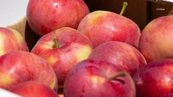 В Ставропольском крае создадут яблоневый сад на 35 га