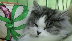 Ставропольцы назвали окрашивание шерсти животных небезопасной процедурой