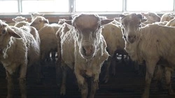 В Будённовском округе введён карантин из-за бруцеллёза