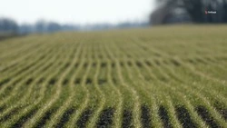 Аграрии Ставрополья выполнили 79% плана по второй подкормке озимых