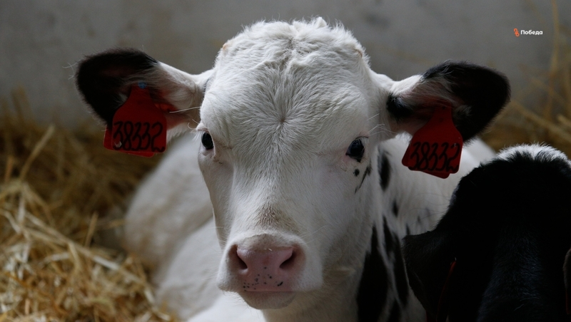 На Ставрополье начнут модернизировать молочное производство