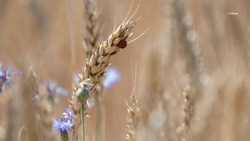 Более 820 тыс. тонн зерновой продукции Ставрополье экспортировало в 2023 году