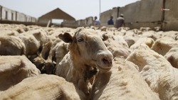 Ставрополье начнёт экспортировать овечью шерсть в Беларусь