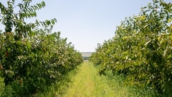 Ставропольские аграрии убрали 137 тонн груши