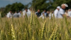 В Будённовском округе взошли почти все озимые культуры