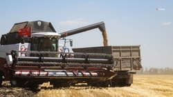 В Будённовском округе расположены самые большие площади, занятые горчицей