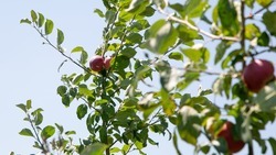 В Будённовском округе обсудили планы по реализации программы «Школьный сад»