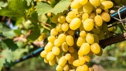 Уборка винограда стартовала на Ставрополье