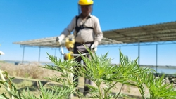 В Будённовске продолжают убирать сорняки и уничтожать амброзию