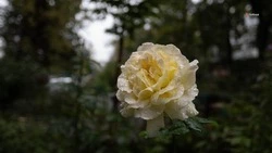 Пасмурные и дождливые выходные ожидаются в Будённовском округе