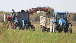 525 аграриев получили поддержку на Ставрополье с начала года